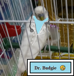 Dr. Budgie