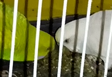 Eating Budgie