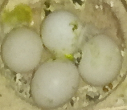 Photo Of Cuties 4 Eggs