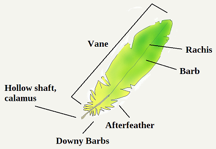 Budgie Feather Parts