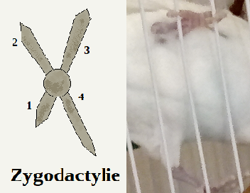 Budgie Feet