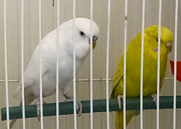 Breeding Budgies