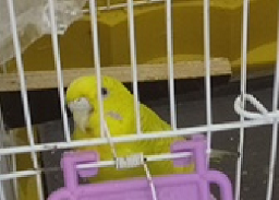 Constipated Budgie