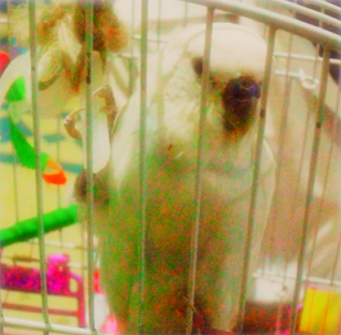 Budgie Calling Owners