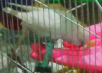 Budgie Eating Treat