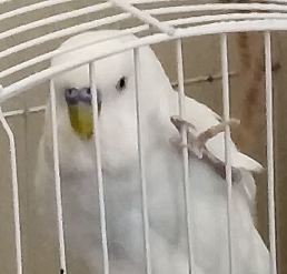A Photo Of White