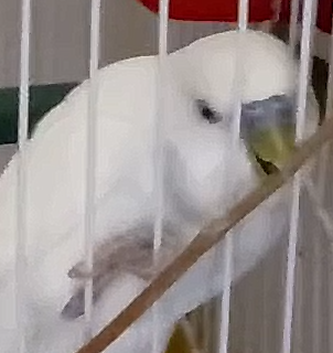 Healthy Budgie
