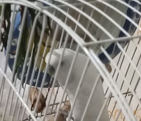 3rd Photo Of White