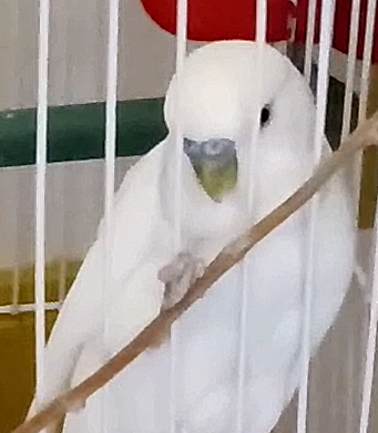 4th Photo Of White